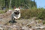 BOULEDOGUE FRANCAIS 274